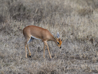 Kirk's dik-dik grazing in savannah of Tanzania in early morning