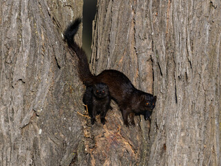 Dwarf Mongoose on tree trunk in Tanzania in early morning