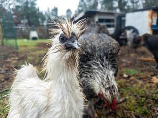 Closeup shot of cute, wet, Silkie, Chicken Hen walking on ground with wood chips after a rainstorm on an overcast day
