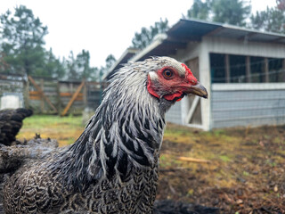 Close-up shot of wet, free range, Dark Brahma, Chicken Hen walking on dirt while looking at camera...