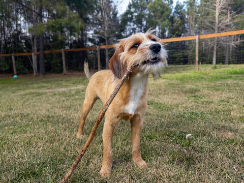 Small, light brown, female, dog, mutt playing outside with a stick in her mouth on a nice overcast day