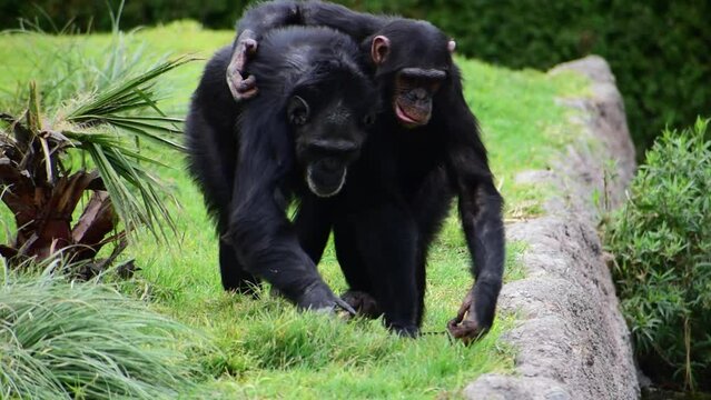 A couple of chimpanzees hugging and walking