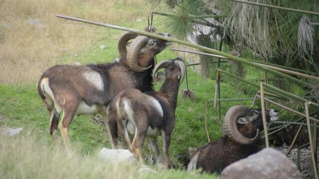 group of Bighorn Sheep rams eating in a Safari, Puebla