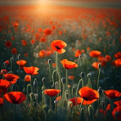 Obraz premium field of red poppies in summer