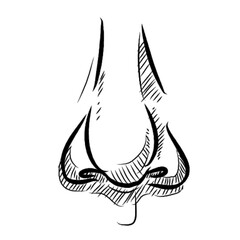 human nose handdrawn illustration