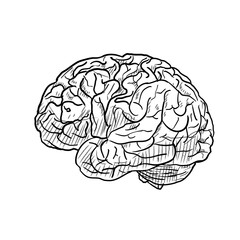 human brain handdrawn illustration