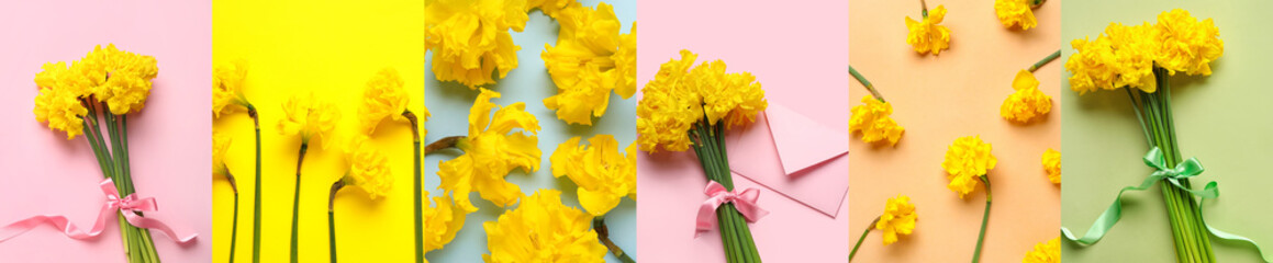 Collage with many beautiful narcissus flowers on color background, top view
