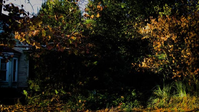 Old vintage white wooden home in the fall hidden by foliage oversaturated dark scene