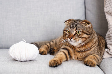 Striped Scottish fold cat with ball of thread lying on sofa at home