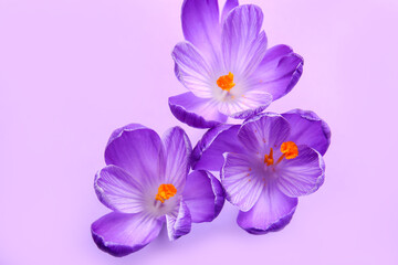 Obraz premium Beautiful Saffron flowers on lilac background, closeup