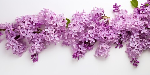 Lilac flowers on white background, from above, blank space.