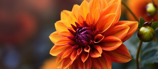 Fototapeta premium Closeup of beautiful yellow dahlia flower in bloom.