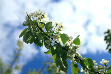 Fruit tree flowers of an apple or pear on a sunny spring day. Spring background.