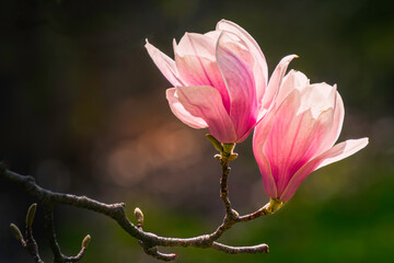 Close-up of a pink magnolia flowers on a twig, with bokeh natural background