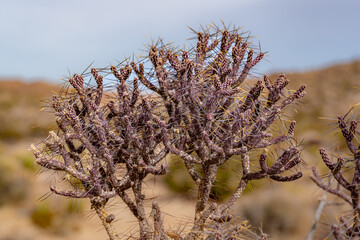 Purple Pencil Cholla cactus in Joshua Tree National Park California, USA.
