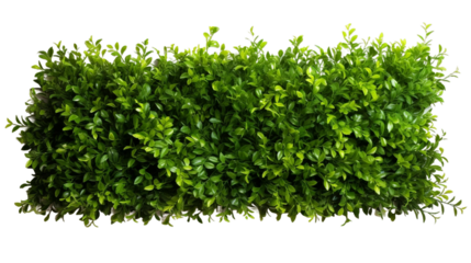 Hedge, transparent background, isolated image, generative AI