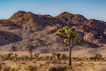 Single Yuccas, Joshua Tree within the desert of Joshua Tree National Park, near Twentynine Palms, California	