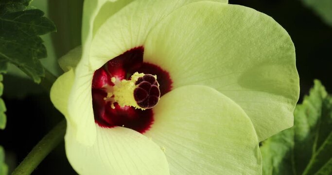 Okra flower closeup.