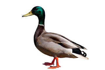 Mallard duck with a white collar. Male, at full height, looking side straight isolated on transparent background. Side view.