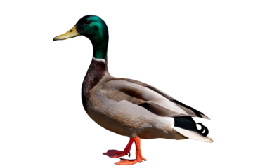 Mallard duck with a white collar. Male, at full height, looking side straight isolated on transparent background. Side view.