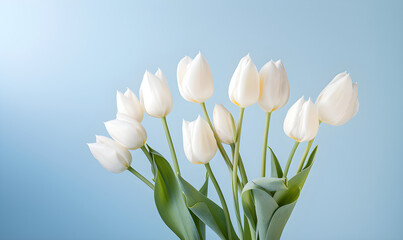 Tulips on a soft, solid color background