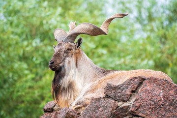 Close-up portrait of Markhor, Capra falconeri, wild goat native to Central Asia, Karakoram and the...