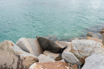 A sea lion sleep on th rock