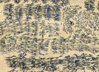 Dried kelp