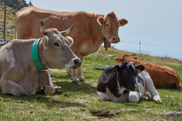 vaches dans les alpages pyrénéen