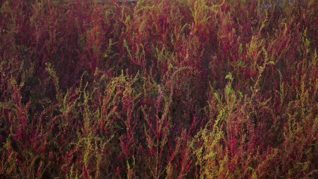 Pink color Herbaceous seepweed (Suaeda maritima) or herbaceous seepweed and annual seablite at  Gaetgol Eco Park