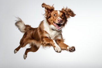 Fototapeta premium Brown white border collie jump on white background.