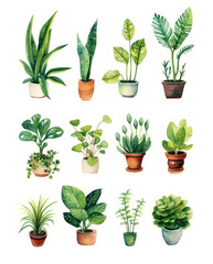 Set of plants in pots. Watercolor illustration of green plants on a white background.