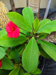 red and yellow flower