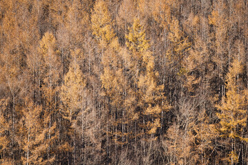 Hokkaido, Japan - November 16, 2023: Japanese Larch Forest in Hokkaido, Japan