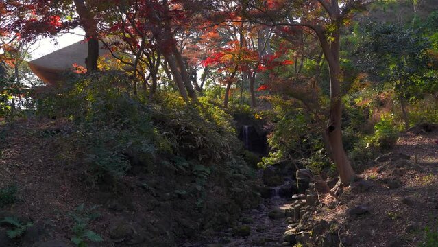 Beautiful fall colors in traditional Japanese landscape garden