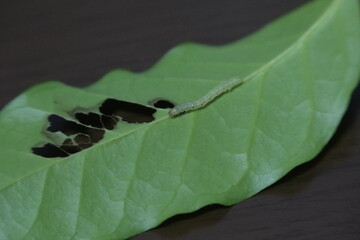 A green thin caterpillar on a coffee leaf that has a lot of holes