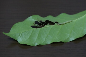 A green thin caterpillar on a coffee leaf that has a lot of holes