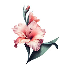 pink lily flower on a white  transparent background PNG