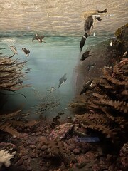 penguins in the water 