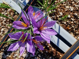 Mature saffron flowers, industrially grown in the fields of Israel.