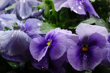 水滴、雨粒に濡れたパンジーの優美、可憐な紫色の花びら