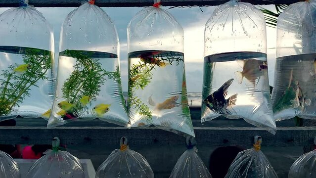 Mollies (Poecilia sphenops), tetras and angelfish (Pterophyllum) sold in individual hanging plastic bags swaying on the wind