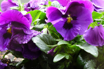 水滴、雨粒に濡れたパンジーの優美、可憐な紫色の花びら