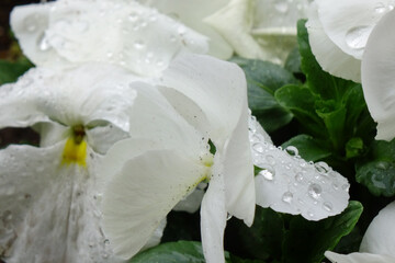 水滴、雨粒に濡れたパンジーの優美、可憐な白い花びら