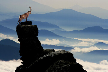 leader mountain goat and its habitat