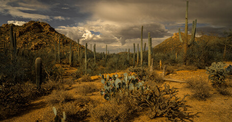Saguaro forest and prickly pear cactus bearing fruit with dramatic monsoon storms brewing in the...