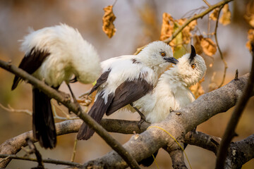 africa, botswana, maun - tshima bush camp, pied babbler, wildlife, preening, grooming, southern pied babbler (turdoides bicolor), southern, pied, babbler, bird, nature, animal, beak, tree, feathers,