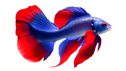 Beautiful Siamese fighting fish swimming
