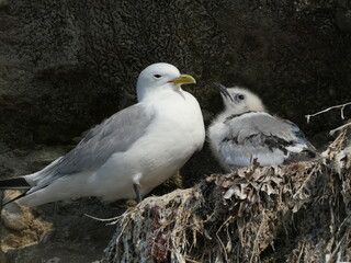 Vogelaufzucht am Vogelfelsen Bulbjerg, Dänemark