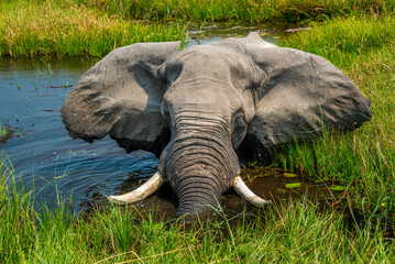 African Elephant, Okavango Delta, Xakanaxa, Botswana